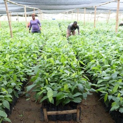 We operate world class nurseries producing an array of fruits, vegetables and tree seedlings. Here, workers are tending to cocoa seedlings inside Bagritech nursery.