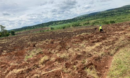 Land preparation for 40 acre Coffee estate by Bagritech on behalf of the ISBAT University in Uganda. Through the joint venture service, Bagritech assists farmers in planning, establishment and management of Commercial Agriculture Estates.